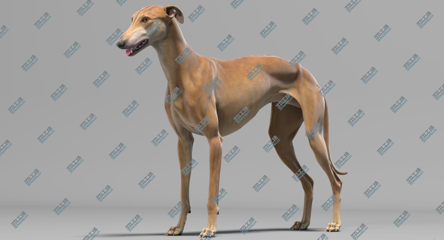 images/goods_img/20210319/3D Greyhound model/1.jpg